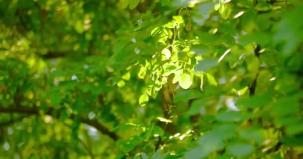 Acacia leaves backlit set of footages. — Stock Video