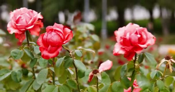 Rosas de color rosa-rojo oscuro en un jardín del parque de la ciudad — Vídeos de Stock