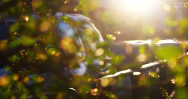 Defokussierter Schuss von Ulmenblättern, die sich im Wind vor geparktem Auto bewegen, geschossen mit Sonnenfackeln — Stockvideo