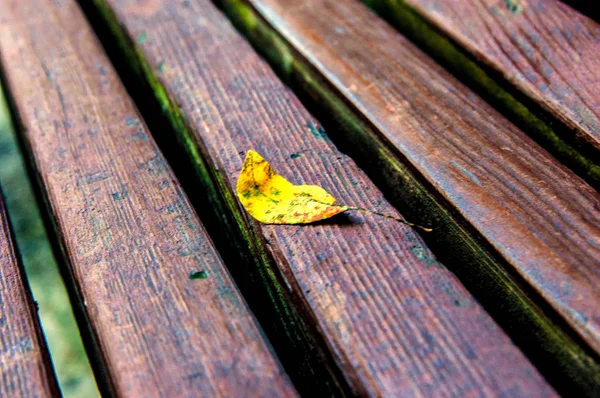 Feuille d'automne sur le fond en bois de banquette — Photo