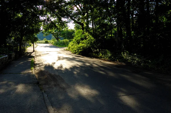 Estrada rural que atravessa o beco da árvore com luz solar no final — Fotografia de Stock