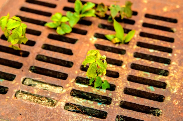 Antigua rejilla de drenaje oxidado con plantas jóvenes verdes que crecen a través —  Fotos de Stock