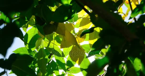 Leaves border with sun shining through with sunflares — Stock Video