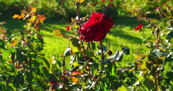 Růže v rosegarden dál vítr — Stock video