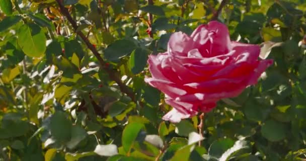 Rosa roja grande en rosegarden. Rosas a principios de otoño, primeros signos de muerte de la naturaleza — Vídeos de Stock