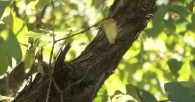 Yaprakları sınır arkadan aydınlatmalı