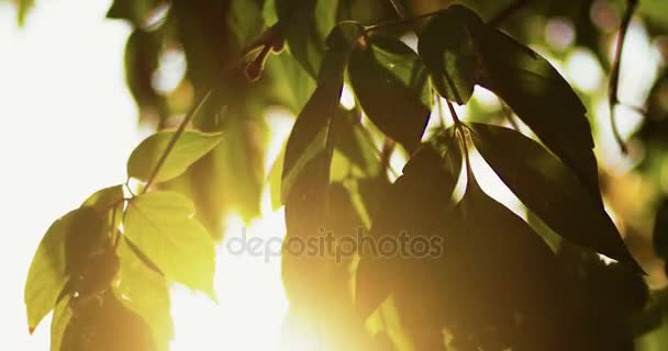 Świeże wyraźne zielone owalne drzewo pozostawia podświetlany przed niebo słońce flary. Tle natura — Wideo stockowe
