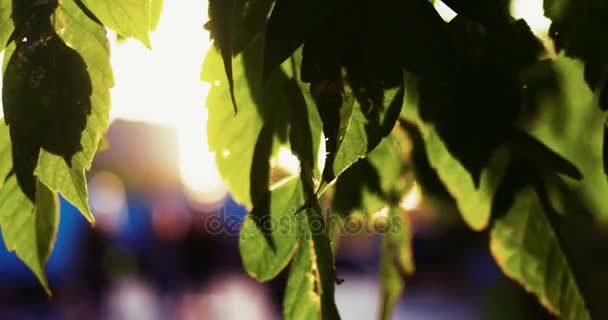 Fresh green leaves in focus in front of walking pedestrians on blurred background — Stock Video