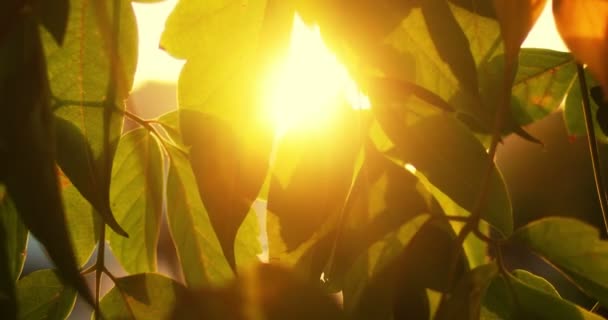 Feuilles rétro-éclairé chaud coucher de soleil couleur — Video