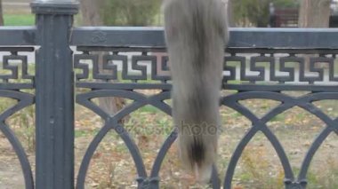 Bir kedi bir metal çit oturan ve sonra aşağı atlama