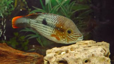 Akvaryum gösteren farklı renkli balıklar yüzme closeup