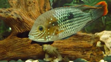 Renkli tropikal yüzme tesisleri ve ahşap parçaları ile akvaryum/süs balıkları