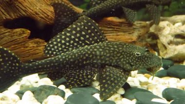 Tropikal alt Balık Akvaryum taşlarla altta Yüzme