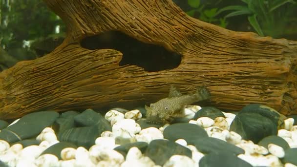 Onderwater landschap close-up, beplante aquarium met vissen van de bodem — Stockvideo