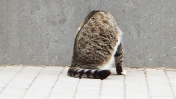 Vista trasera del aseo de gatos callejeros en la calle — Vídeo de stock