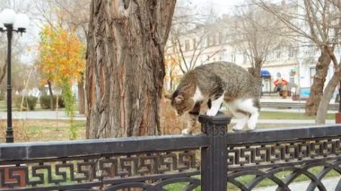 Metal park çitin üzerine yürüyen feral tom cat