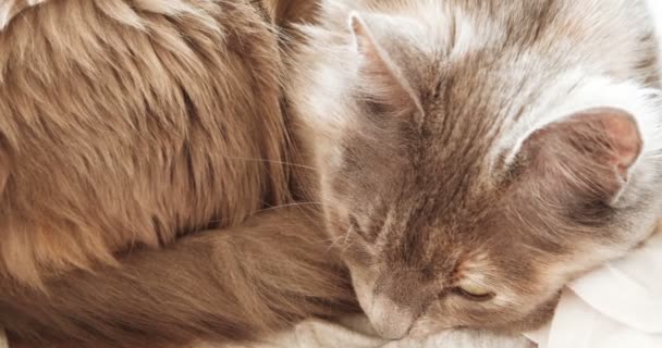 Dormant cat. Asleep pussycat closeup shot — Stock Video
