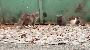 Vahşi kedi çöp konteyner odak tutulur, arka plan bulanık dinlenme