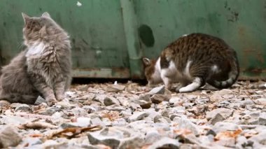 İki kedi çöp tenekesi yakınındaki bir oturma ve etrafa ve başka bir yemek için keşfetmek