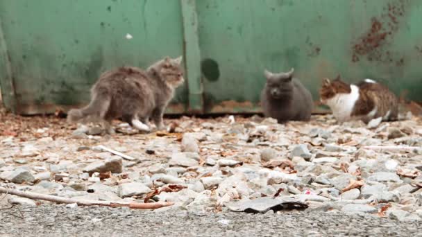 Feral cats resting near trash container focus on foreground, blurred background — Stock Video