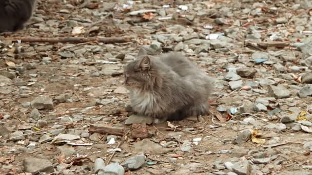 Callejón gato de cray color sentado ongravel en tiempo frío — Vídeos de Stock