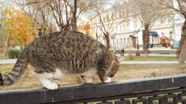Alley cat περπάτημα εξισορρόπηση σε μεταλλικό φράχτη πίσω θέα στο πάρκο. — Αρχείο Βίντεο