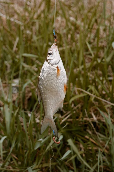 Redfin 물고기 앞 푸른 잔디, 측면 보기, 선택적 초점 막대에 매달려 — 스톡 사진