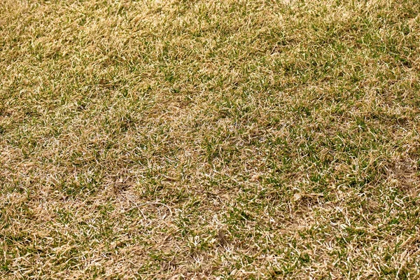 Torrt gräs bakgrund — Stockfoto