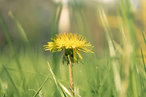 Makro çekim karahindiba campylodes, yemyeşil çim genç dandellion sarı çiçek — Stok fotoğraf