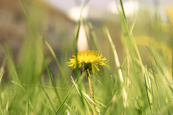 Macro shot og yellow flower of dandelion — Stock Photo, Image