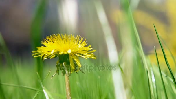Macro tiro de Taraxacum campylodes, flor amarela do jovem dandellion na grama exuberante — Vídeo de Stock
