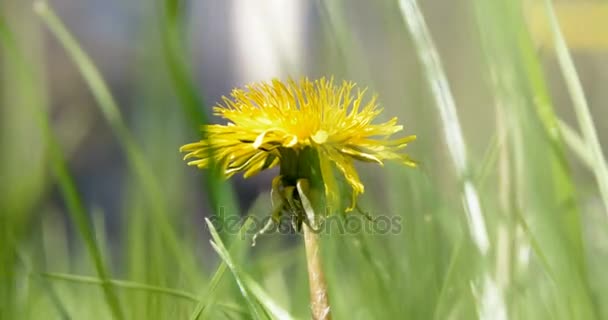 Makro snímek Taraxacum campylodes, žlutý květ mladých dandellion v bujné trávě na přírodní barvy větru — Stock video