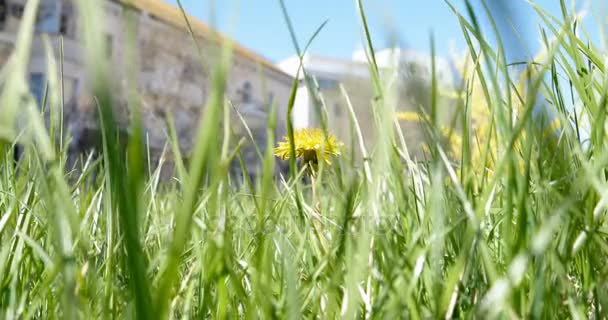 Makroaufnahme von Taraxacum campylodes, gelben Blüten des jungen Löwenzahns in üppigem Gras und Straßengebäuden — Stockvideo