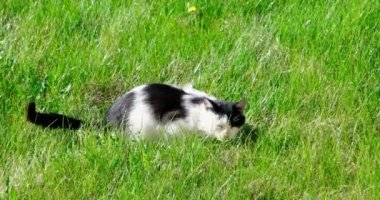 Sokak kedi Bahçe, Bahar Umudunu kaybetme çim üzerinde rahatlatıcı boşaltmak ile vurdu