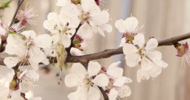 Bahar closeup yumuşak renk vintage sınıflandırma içinde kiraz çiçekleri
