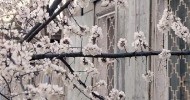 Sınıflandırma Çin Erik retro vintage Ahşap evin penceresini içeren beyaz çiçek renk