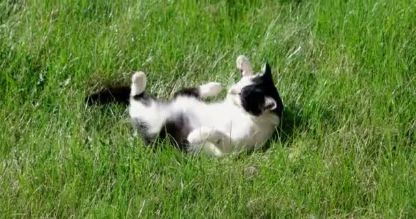 Una gattina carina che si rilassa sull'erba in giardino, colpo di felicità primaverile con copyspace — Video Stock