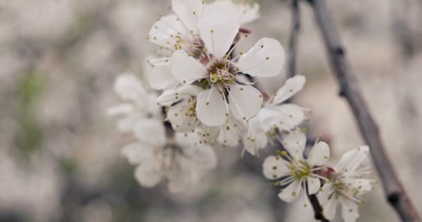 Apple blossoms in the spring closeup soft color vintage grading — Stock Video