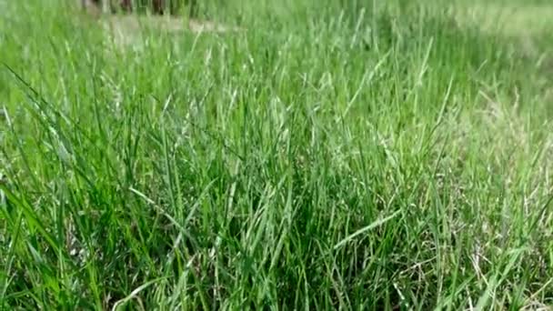Belle herbe fraîche se déplaçant sur le vent, classement naturel 