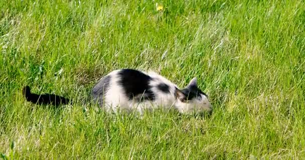 Kedi kedi Bahçe, Bahar Umudunu kaybetme içinde yemyeşil çimenlerin üzerinde rahatlatıcı boşaltmak ile vurdu — Stok video