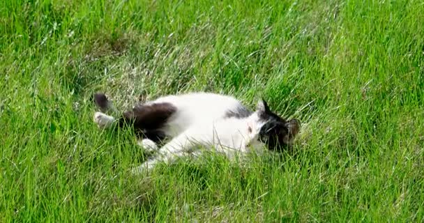 Киска расслабляется на траве в саду, весенняя съемка счастья с копирайтом — стоковое видео