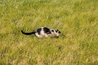 Otların arasında saklanan kedi avlama