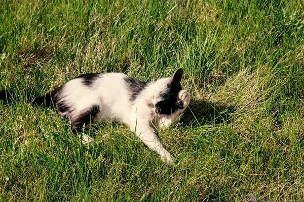 White and black adult domestic cat lying in grass and grooming itself — Stock fotografie