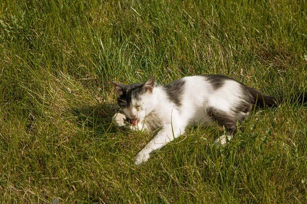 Gatto bianco e nero che si prepara nell'erba primaverile — Foto Stock