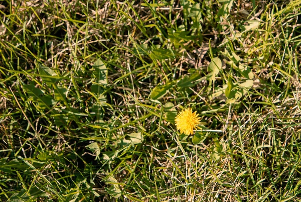 Pohled na žlutou květinu v mesié trávě — Stock fotografie