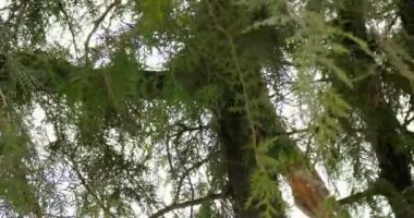 Köknar ağacı görüntüleri hareketli sağ