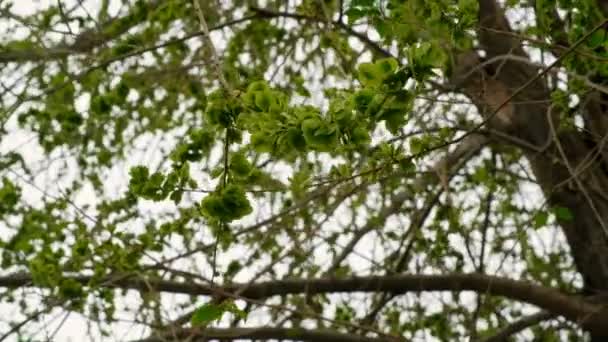 Зелене в'язане насіння, що покриває гілки на тлі природного сортування неба — стокове відео