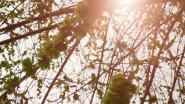 Green elm seeds covering twigs with flickering sun — Stock Video