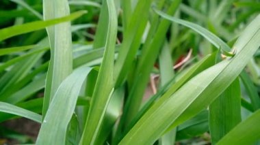Çim kanatları ile doğa görüntüleri