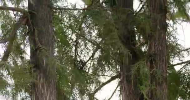 Fir tree footage — Stock Video
